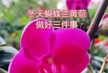 冬天蝴蝶兰叶子黄了怎么办（冬季蝴蝶兰叶子变黄的原因及处理方法）