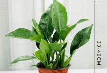 如何正确养护大叶植物（科学方法让大叶植物持久生机焕发）