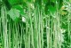 大豆是双子叶植物吗？（探究大豆的生物分类）