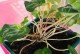 以仙客来怎么养才能开花？（掌握关键技巧，打造花园的亮点）