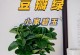 揭秘豆瓣绿叶子掉落背后的原因（解读豆瓣绿叶子掉落现象，保护植物生态平衡的关键）