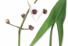 山核桃（揭开山核桃是裸子植物的神秘面纱）