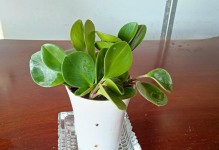 豆瓣绿不爱长的背后原因揭秘（解密豆瓣绿为何无法长久盛开的奥秘）