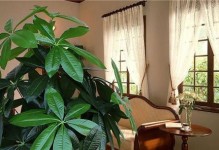 客厅布置，这些植物风水最好！（打造家居佳品，添置植物为宜）