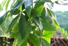 发财树种植全攻略（时间、方法、技巧一网打尽）