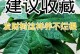 如何修复剥了皮的发财树（一步步恢复发财树的健康与财运）