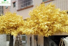 探秘神奇的黄金木（黄金木的特点、种植和保护）