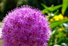探秘葱花的花——美丽的细节（揭开葱花花朵的神秘面纱，展现自然之美）