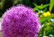 探秘葱花的花——美丽的细节（揭开葱花花朵的神秘面纱，展现自然之美）