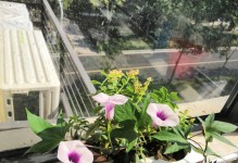 如何正确浇水养护红薯花（红薯花的水分需求与浇水技巧）