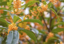 吉祥如意的花语（探寻祈求幸福的秘密）