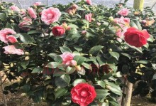 山茶花的生命周期及特点（探究山茶花的多年生特性）