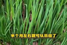 无土栽培葱的方法与技巧（轻松在家栽葱，无需土壤也能享受新鲜葱香）