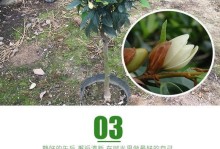 含笑花的耐寒能力与生长特点（冬日里的美丽含笑花，如何抵御严寒寒潮？）