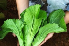 包心芥菜种植全流程（时间、方法与管理技巧，轻松栽培美味蔬菜）