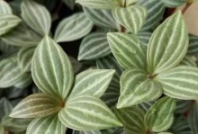 椒草的养殖方法和注意事项（轻松入门，掌握椒草种植秘诀）