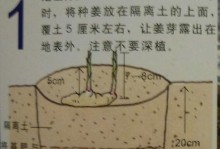 生姜的种植与生长过程（了解姜的生长奥秘，收获丰盈姜作经验）