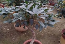 桂花什么时候换盆最合适？（如何科学合理地进行桂花换盆？）