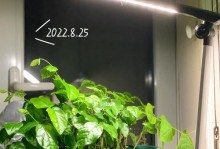 法国茉莉为什么不开花（探究法国茉莉不开花的原因及解决方法）