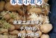 士豆生芽能否食用（探究士豆生芽的营养价值及食用方法）