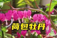 探秘荷包牡丹和牡丹的区别（牡丹之争）