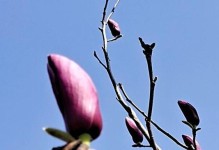 清高孤傲的花（探究花卉世界中那些独行者的故事）