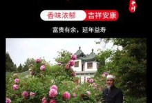 打造幽雅庭院的紫牡丹树养护之道