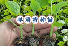 阳台种植香瓜的方法与时间（打造香甜美味的阳台瓜果园）