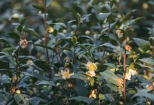 茶树开花时间及次数分析（探寻茶树开花规律，助力优质茶叶生产）