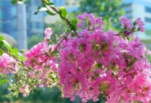 长年生花卉（探秘长年生花卉的美丽之路）