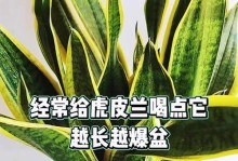 虎皮兰养护指南（虎皮兰的生长条件和养护技巧）