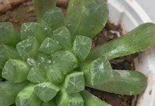 如何使玉露夏天恢复鲜绿色？（解决玉露夏天褐色干瘪问题的有效方法）