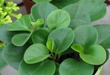 碧玉花喜阴还是喜阳？（深入了解碧玉花的生长环境）