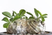 探索块茎植物的神秘世界（从生长环境到营养价值，一文详解块茎植物的奥秘）
