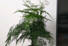 如何科学浇水文竹？（夏季浇水频率，）
