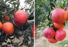 红妃樱桃，高产的农业宝藏（探究红妃樱桃的亩产量及其高产秘籍）