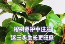 如何正确养护大榕树（了解大榕树的特点及养护技巧）