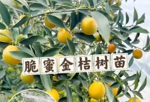 金橘开花结果时间及栽培技巧（掌握金橘开花结果技巧，丰收果实不再难）