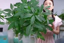 水培发财树的换盆技巧（如何正确地将水培发财树转移到新盆中，促进其健康成长）