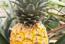 探寻菠萝的故乡（了解菠萝的产地、历史与文化）