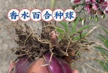 百合种植全攻略（从选择到养护，让你的百合花盛放如瑞）