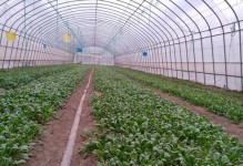 冬季菜园攻略（适合在冬天种植的蔬菜和种植技巧）