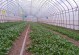冬季菜园攻略（适合在冬天种植的蔬菜和种植技巧）