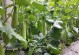 红腰豆种植指南（时间、方法、注意事项）