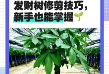如何处理发财树树干出褶问题（发财树叶子生长异常，你需要知道的事情）