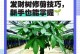 如何处理发财树树干出褶问题（发财树叶子生长异常，你需要知道的事情）