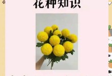 夏季乒乓球菊养护指南（打造美丽花坛，享受夏日花海）