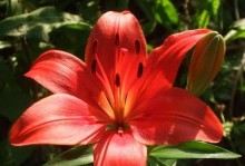 红色百合花的花语与寓意（探究红色百合花的象征意义和文化背景）
