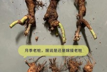 巨型月季老桩的养殖与养护（如何培育健康的巨型月季老桩？）