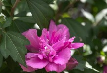 木槿花的种植与护理（栽种时间、方法及注意事项）